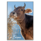 VACHE BRUNE - magnet frigo