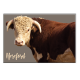 HEREFORD - magnet frigo